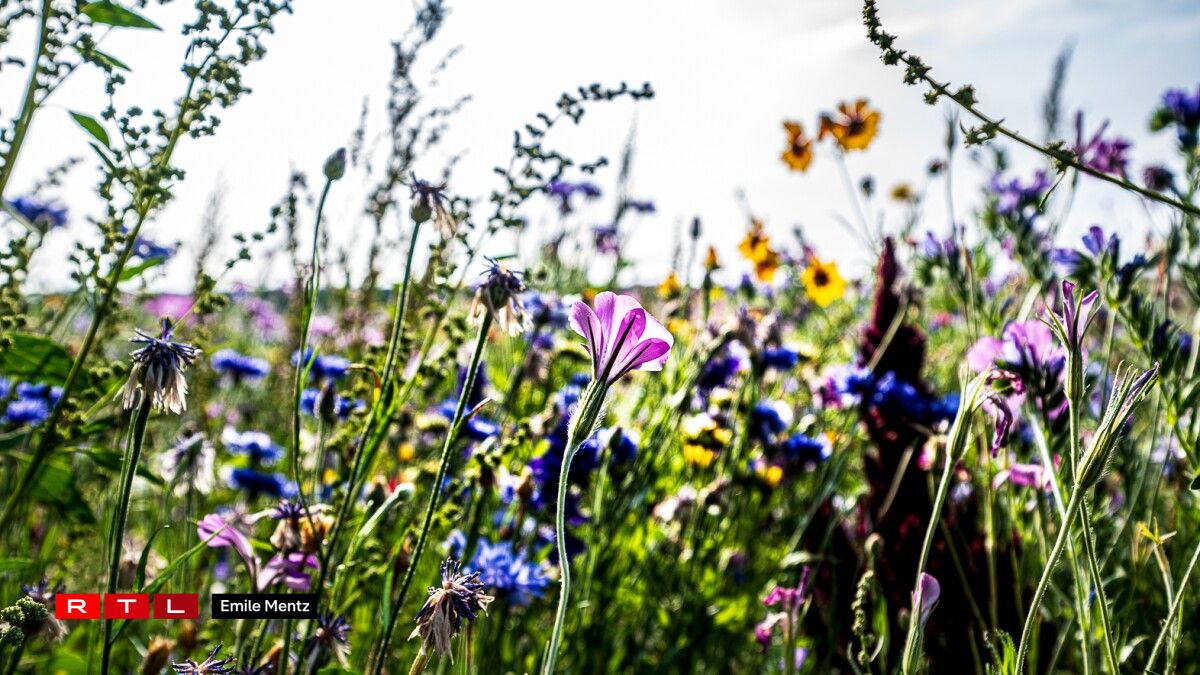 Pick your own bouquet: Gather sunflowers and marigolds in
