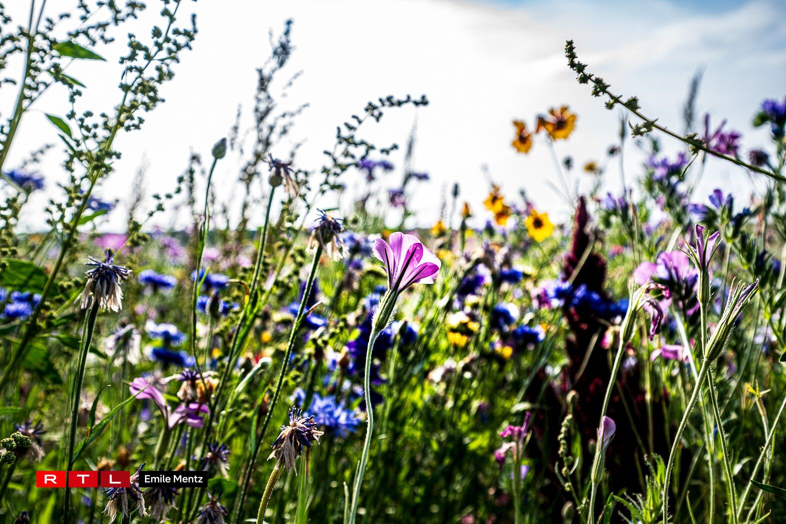 Pick your own bouquet: Gather sunflowers and marigolds in