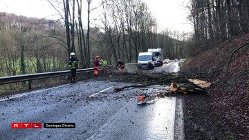 Bam an der Strooss tëscht Schieren a Steeën. Foto: Domingos Oliveira
