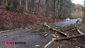 Bam an der Strooss tëscht Schieren a Steeën. Foto: Domingos Oliveira