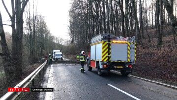 Bam an der Strooss tëscht Schieren a Steeën. Foto: Domingos Oliveira