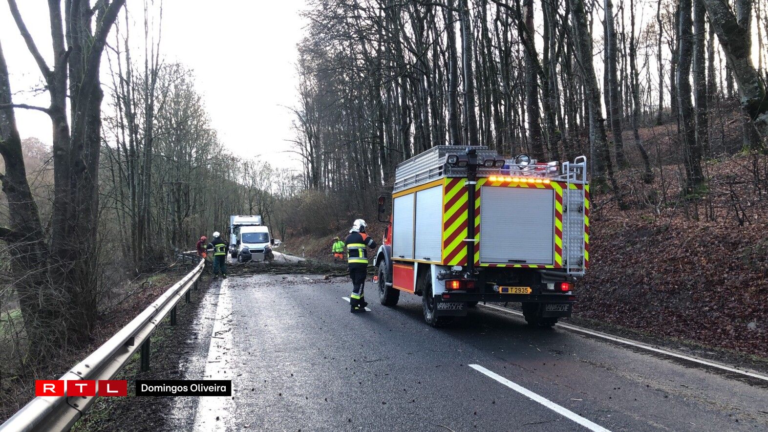 Bam an der Strooss tëscht Schieren a Steeën. Foto: Domingos Oliveira