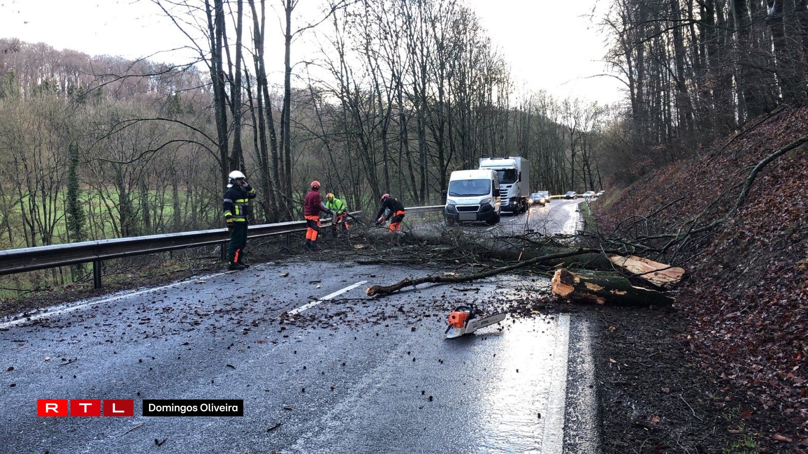 Bam an der Strooss tëscht Schieren a Steeën. Foto: Domingos Oliveira