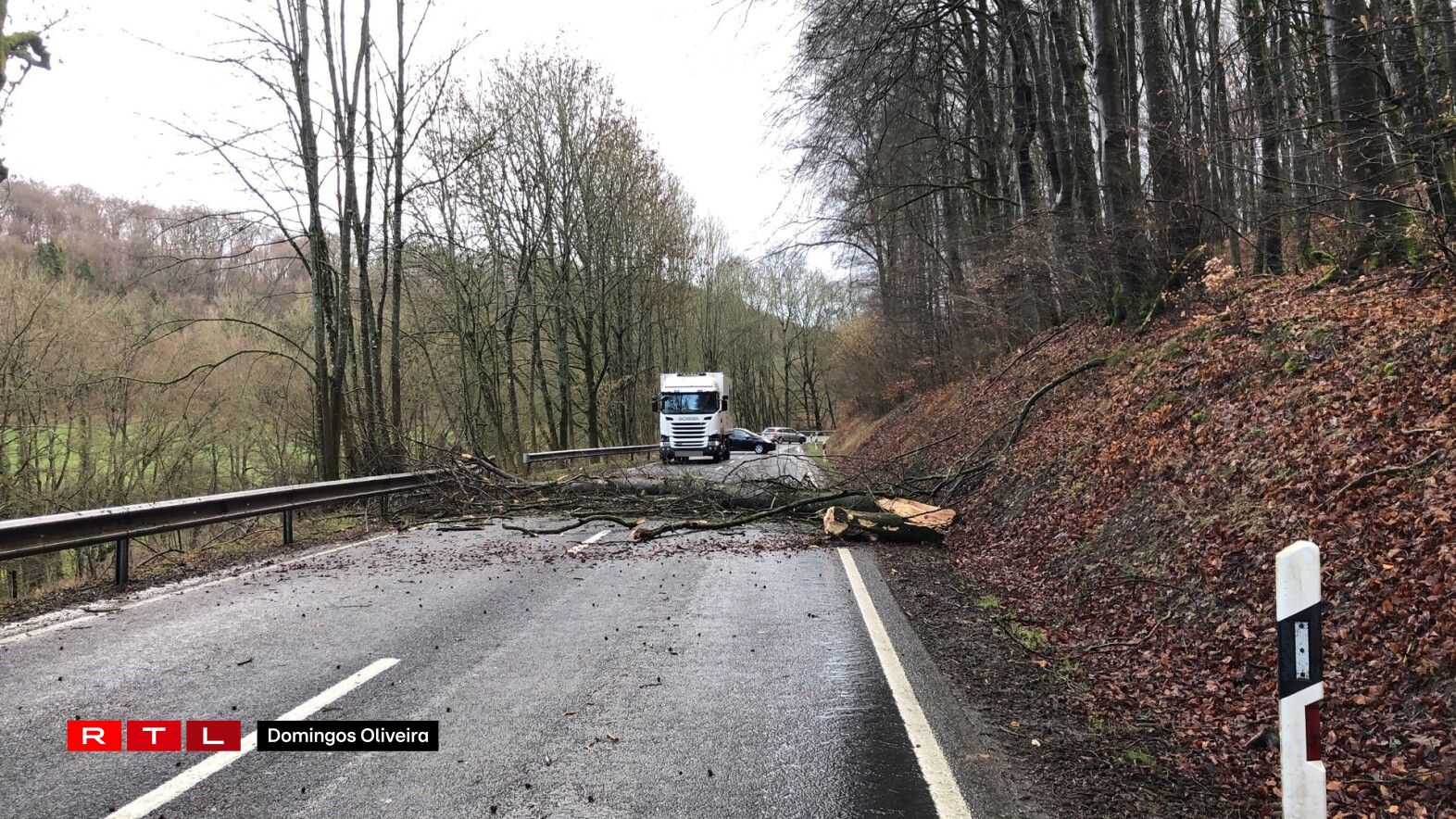 Bam an der Strooss tëscht Schieren a Steeën. Foto: Domingos Oliveira