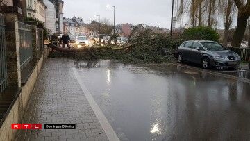 Zu Ettelbréck beim Gemengen-Atelier ass e Bam an d'Strooss gefall. Foto: Tony Monteiro