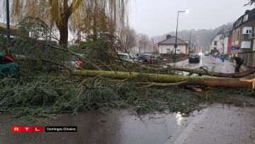 Zu Ettelbréck beim Gemengen-Atelier ass e Bam an d'Strooss gefall. Foto: Tony Monteiro