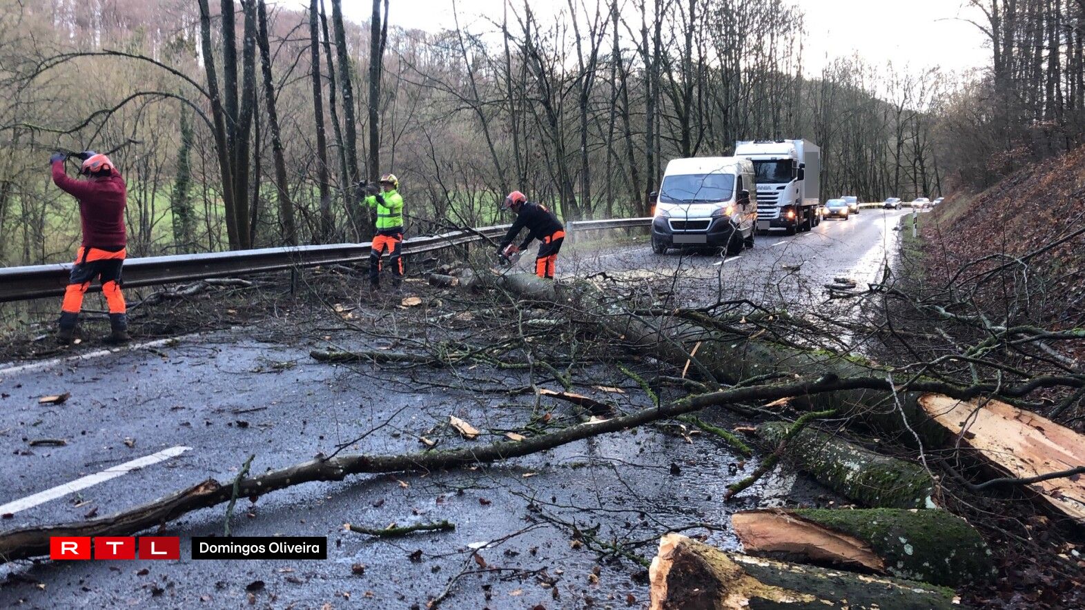 Bam an der Strooss tëscht Schieren a Steeën. Foto: Domingos Oliveira